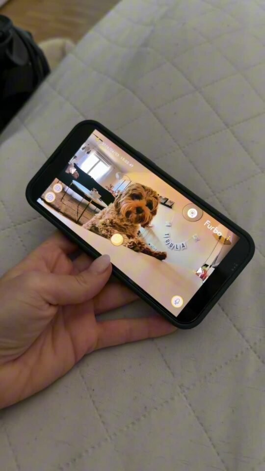 Handy mit der Furbo-App, auf dem Bildschirm der Hund Tuula, gehalten von Mareikes Hand