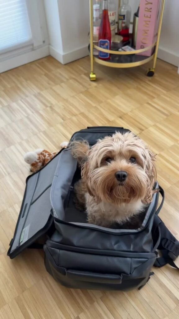 Tuula sitzt in einer geöffneten schwarzen Reisetasche auf einem Parkettboden